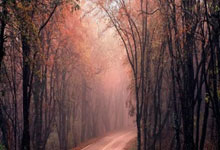 [法甲]第19轮 南特VS里昂.